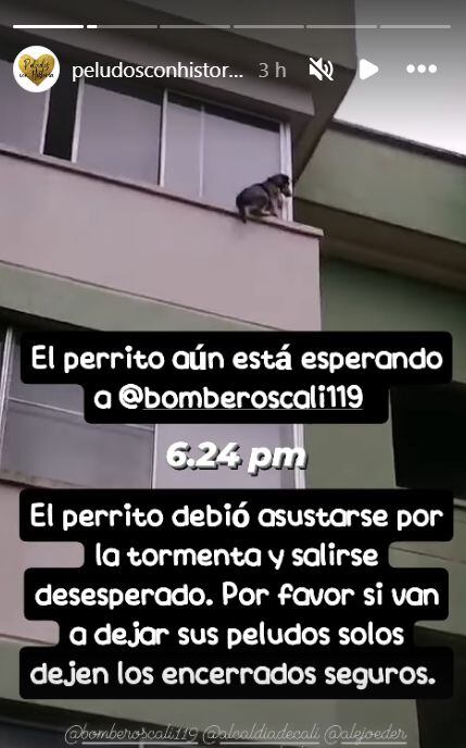 Perrito en un barrio de Cali estuvo a punto de caer al vacío tras no poder volver a su casa por la ventana.