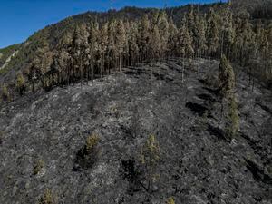 Vegetación devastada por los incendios forestales en Nemocón
