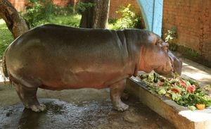 Esta imagen corresponde a 'Gustavito', el hipopótamo que fue hallado muerto con heridas de arma cortopunzante.