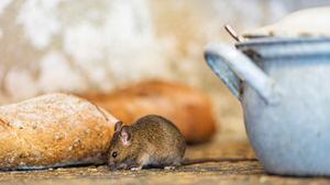 Las ratas y ratones pueden llegar al hogar por la acumulación de basuras.