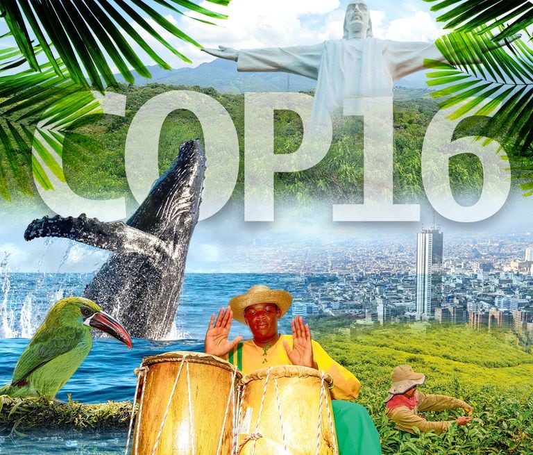 Atención: Cali es elegida como sede de la COP 16