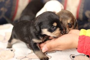 Los cachorros huérfanos solo tienen 15 días de nacidos