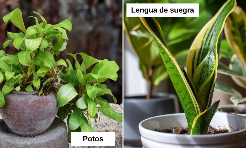 Estas son las plantas ideales para tener al interior del hogar.