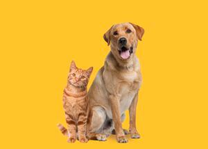 Perro labrador retriever jadeando y gato jengibre sentado frente a un fondo amarillo oscuro