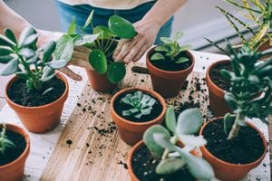 Potencie el crecimiento de las suculentas: consejos para cuidarlas y estimular su desarrollo sin abono