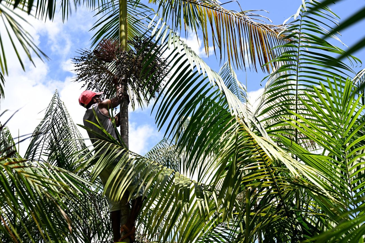 Los cultivadores de Acaí se suben a las palmeras para arracar el fruto. (Photo by Evaristo SA / AFP)