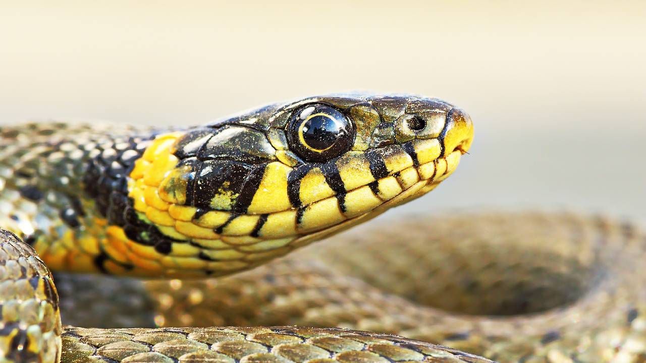 Imagen de referencia, no alude a la especie de serpiente encontrada.