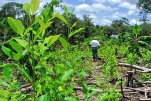De acuerdo con especialistas en el manejo y medición de cultivos ilícitos, las cifras que revelarían los estudios para Colombia durante el 2016 podría ser aún mucho más alarmantes.