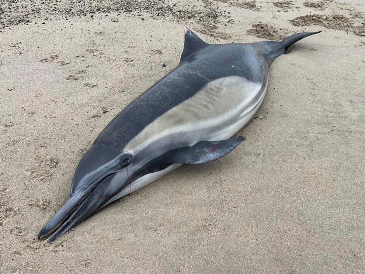 Entre los reportes que entregan las autoridades ambientales, se ha confirmado la muerte de decenas de leones marinos, focas y hasta un delfín.