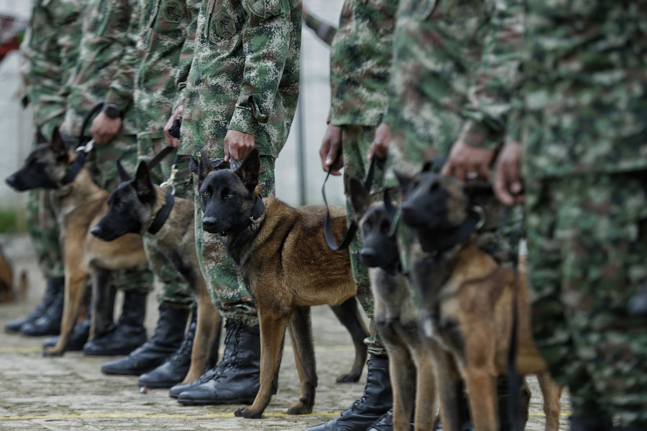 En la Escuela de Logística, al sur de la capital del país, se entrenan los perros de búsqueda y rescate del Ejército Nacional.