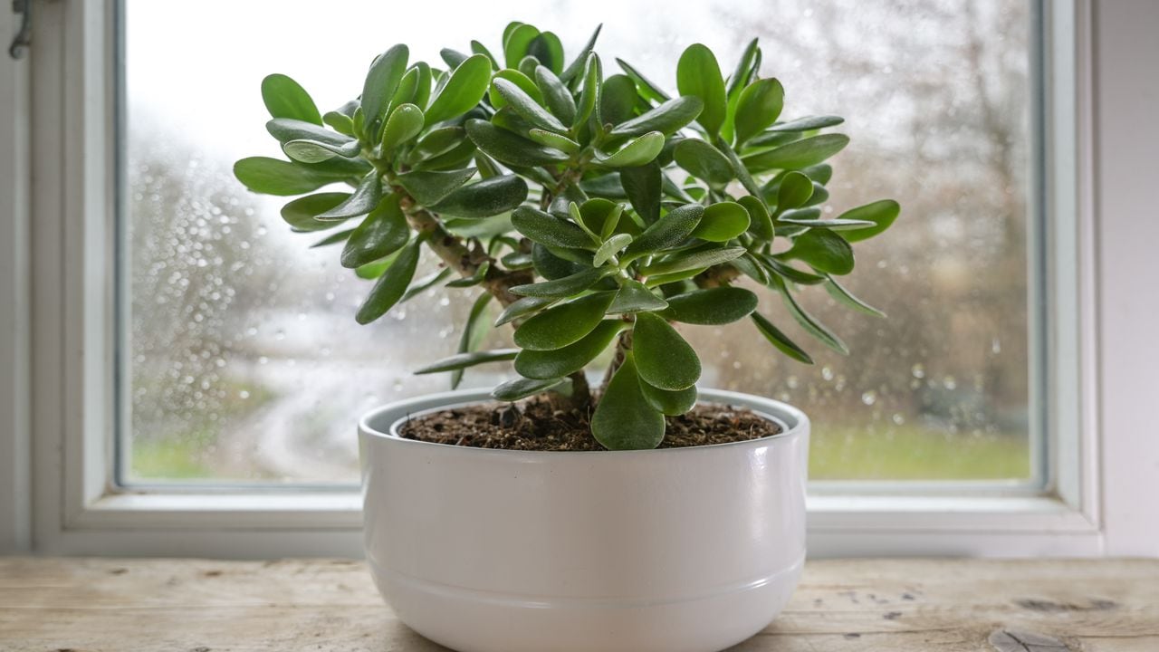 Esta planta es una gran opción para remplazar al árbol de jade.
