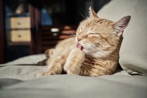 Un gato puede sacar su lengua en señal de enfermedad.