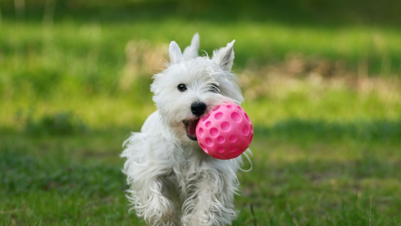 Perro feliz jugando con pelota