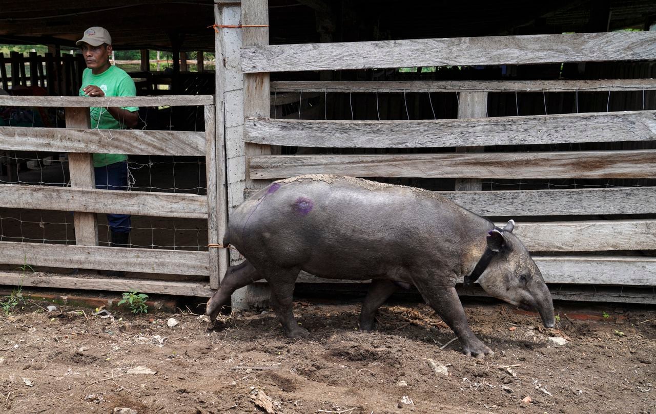 A tapir named "Agostina" is released in the Cervantes wildlife reserve in Chinandega, Nicaragua, on August 18, 2023. (Photo by OSWALDO RIVAS / AFP)