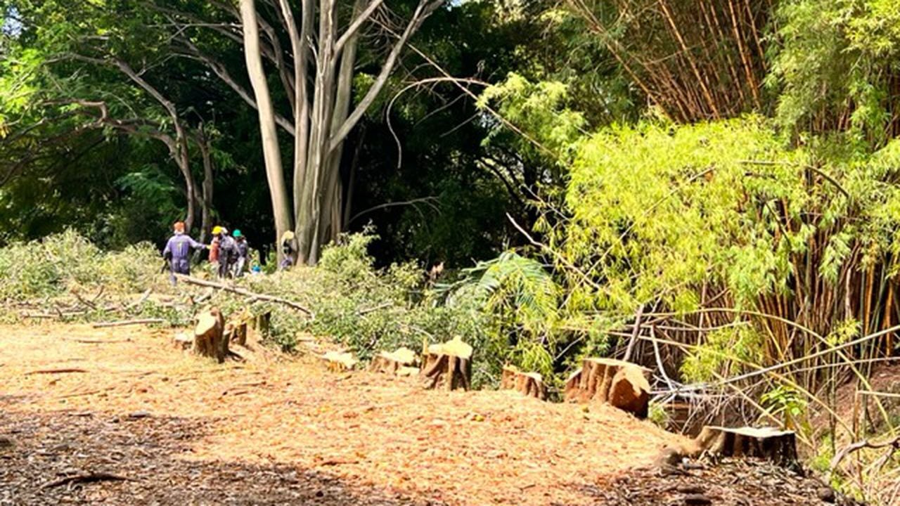 Árboles  que están siendo talados en el parque El Ingenio