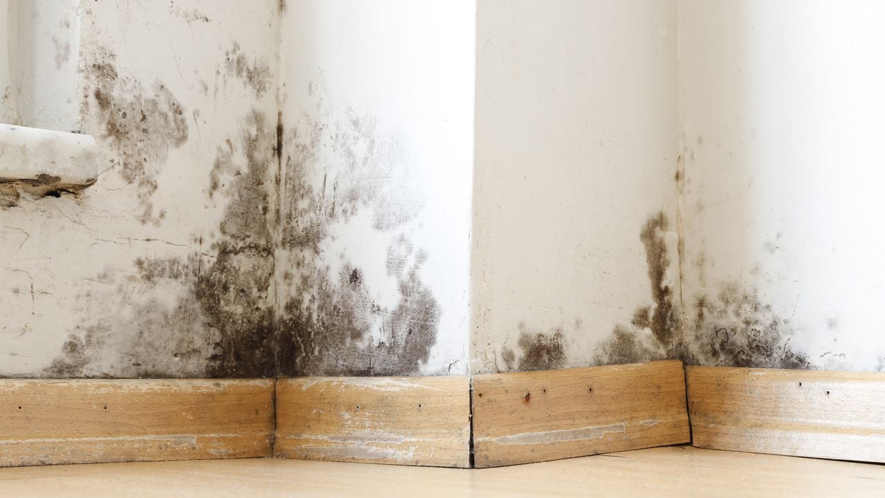 Eliminar el moho en las paredes sin dañar el medio ambiente es posible gracias al vinagre blanco. Este remedio casero ofrece una solución natural para un problema común.