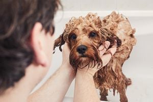 Asegúrese de seguir estas indicaciones para bañar a su perro de la manera correcta.