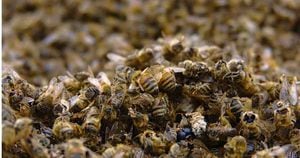 La mortandad de abejas en Córdoba afecta a unas 22 familias, propietarias de las colmenas afectadas. Foto: Pixabay