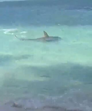 Así se vivió el tremendo susto que se llevaron propios y turistas en playa de San Andrés cuando, cerca a la orilla, un tiburón martillo atacó a una mantarraya. Autoridades piden mantener la calma en estos casos. Tiburón en San Andrés