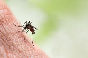 Según el Ministerio de Salud, el dengue  es una amenaza.