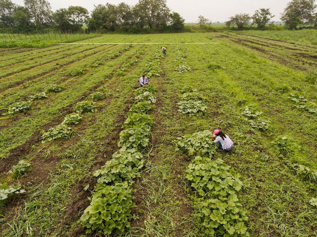 Colombia cuenta con un potencial de 40 millones de hectáreas para cultivar.