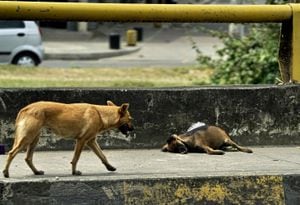Los perros generalmente viven en la calle al ser abandonados por sus dueños.