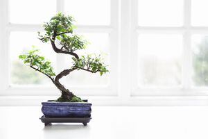 Explore cómo la antigua filosofía china del Feng Shui puede influir en la prosperidad financiera a través de la ubicación estratégica de un bonsái.