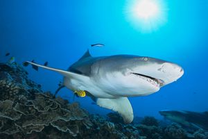 El tiburón limón de aleta falciforme (Negaprion acutidens) evoluciona sobre un arrecife de coral