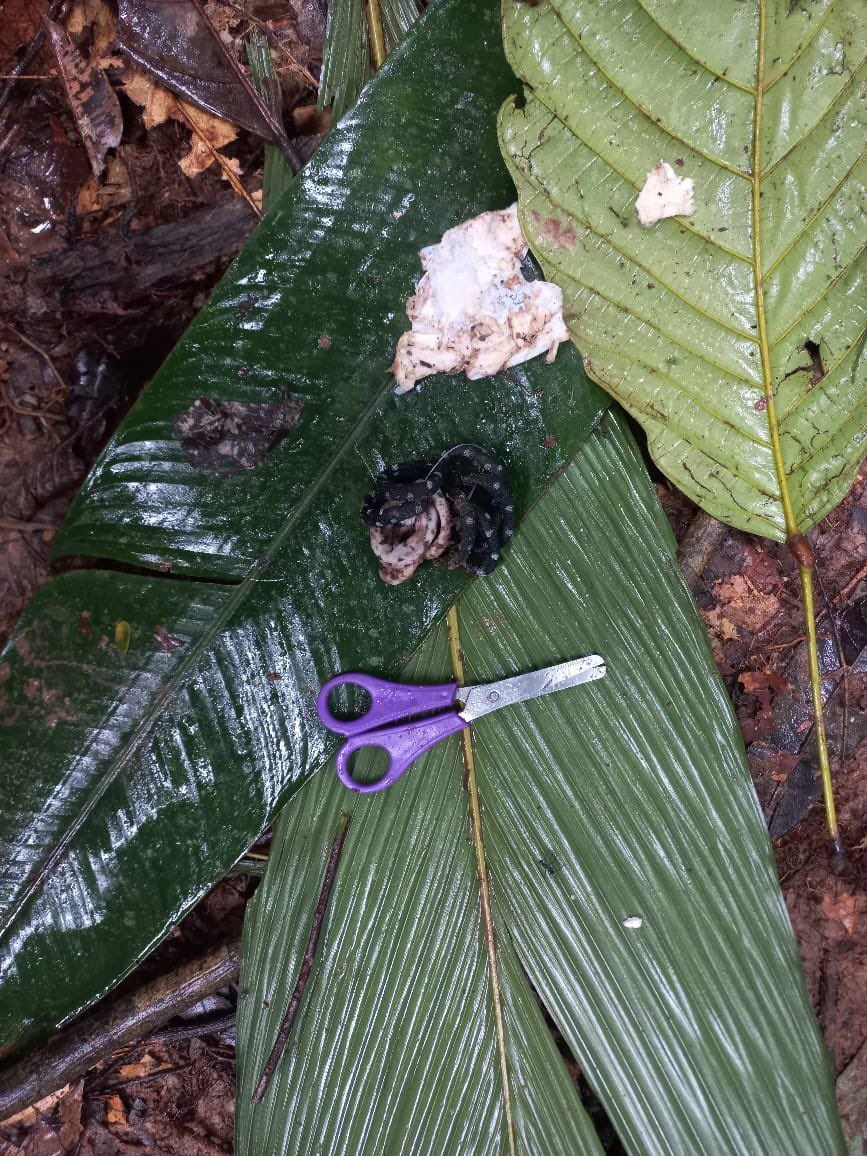 En medio de los patrullajes en la selva, los uniformados encontraron unas tijeras que sirvieron de indicio de la zona en la que se podrían encontrar los menores.