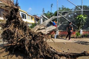 Varios árboles de los que caen son de gran tamaño, por lo que ocasionan daños a las infraestructuras aledañas. Pueden reportar a: contactenos@ cali.gov.co