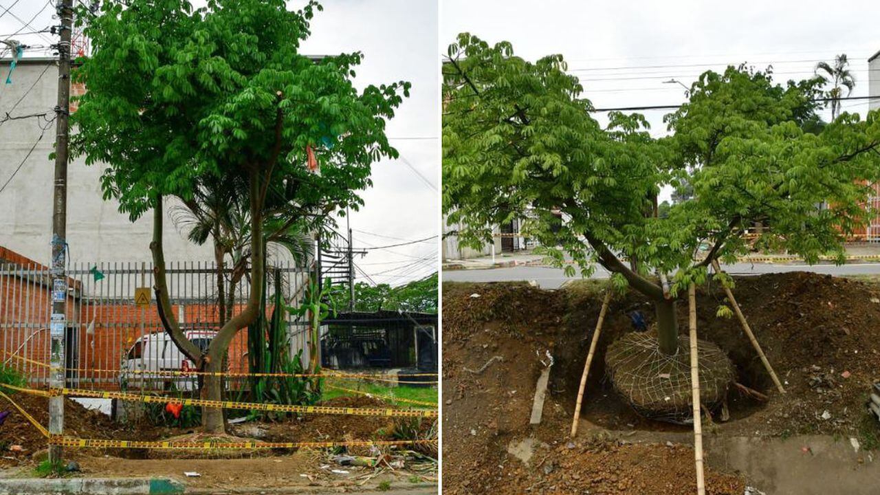 Estos dos árboles se encontraban en lugares que no eran aptos para su bienestar.