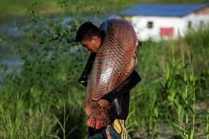 (FILES) A fisherman takes out a large Pirarucu (Arapaima gigas) from the water, at the Piagacu-Purus Sustainable Development Reserve in Amazonas state, Brazil, on October 24, 2019. A fish larger than a man, tasty as well as beautiful, the freshwater pirarucu is a favorite with poachers in a lawless part of the Amazon jungle where Brazil, Peru and Colombia meet. Prized for its skin as much as its flesh, the pirarucu has long been a staple for Indigenous people who hunt the air-breathing fish in lakes in the Javari Valley. (Photo by RICARDO OLIVEIRA / AFP)