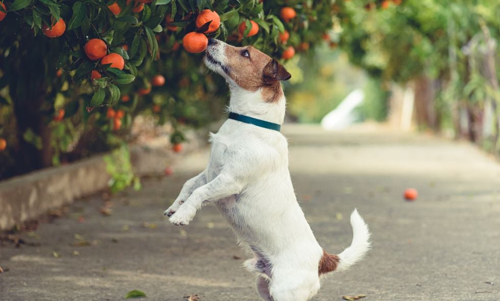 El azúcar que contiene las mandarinas pueden ser perjudicial para la salud de los perros.