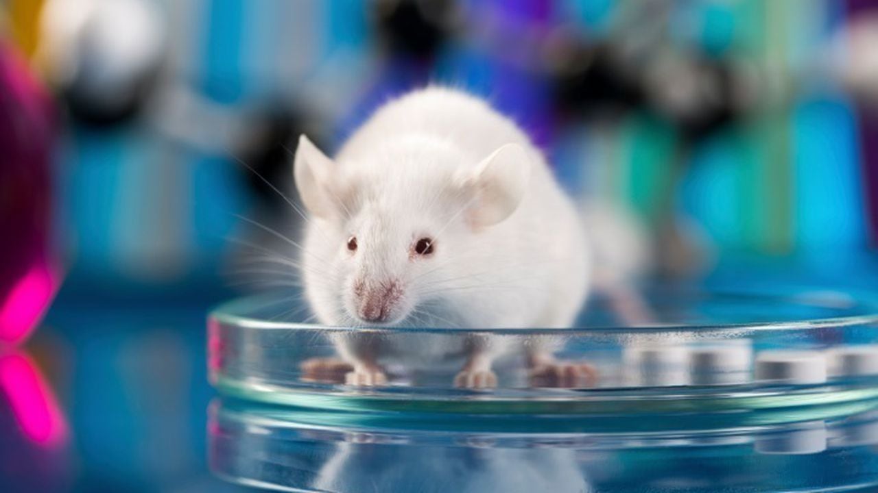 rata ratón de laboratorio