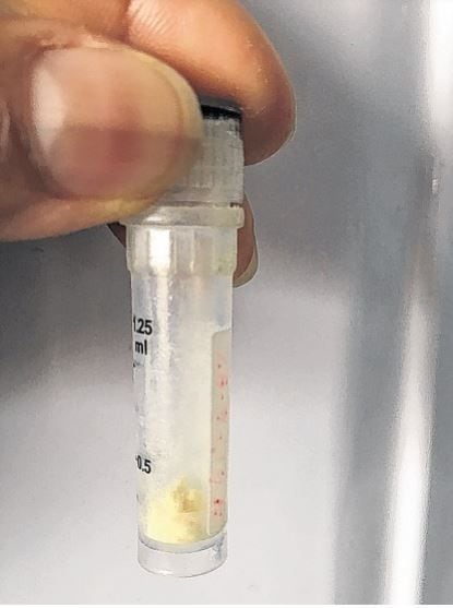 Con técnicas de biotecnología producen anticuerpos monoclonales enfocados en una única toxina del veneno.