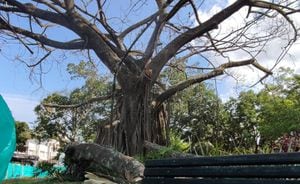 Adiós al icónico árbol de caucho ubicado en el Parque del Perro, empezó a ser cortado debido a las afectaciones irreparables que presenta en sus raíces. foto Jorge Orozco.