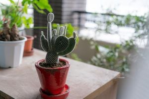 Equilibrando el hogar con cactus: Se descubre cómo el Feng Shui recomienda ubicarlos para cultivar una sensación de calma y serenidad.