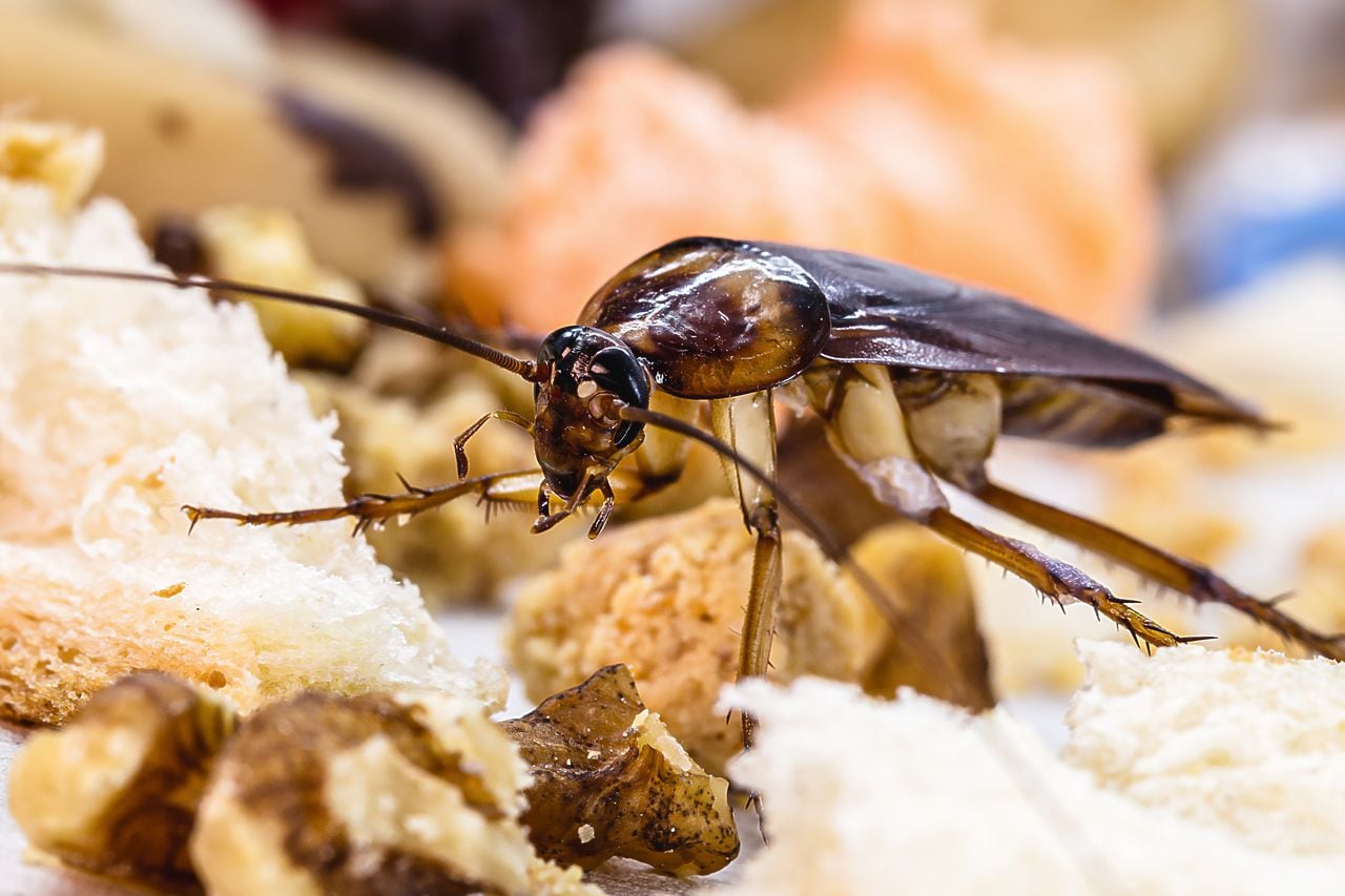 Las cucarachas son insectos que pueden desarrollarse en ambientes húmedos y cálidos.