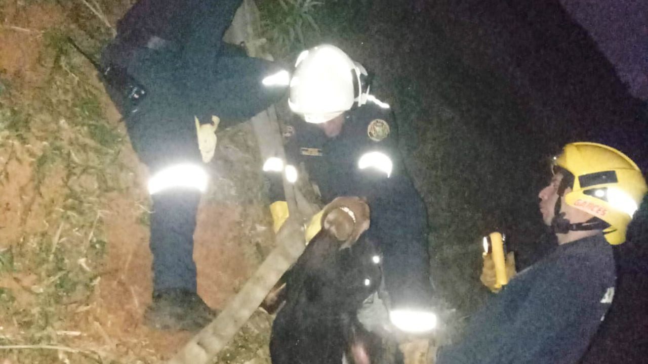 Rescate de vaquita en Villacarmelo por parte de los Bomberos de Cali