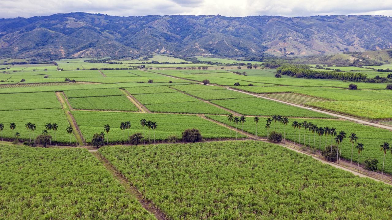 La producción de la caña de azúcar en el Valle contribuye a la dinamización de la economía de la región. Asimismo, según Asocaña, los municipios del departamento con cultivos de esta planta tienen, en promedio, un menor porcentaje de necesidades insatisfechas, en comparación con los que no los tienen.