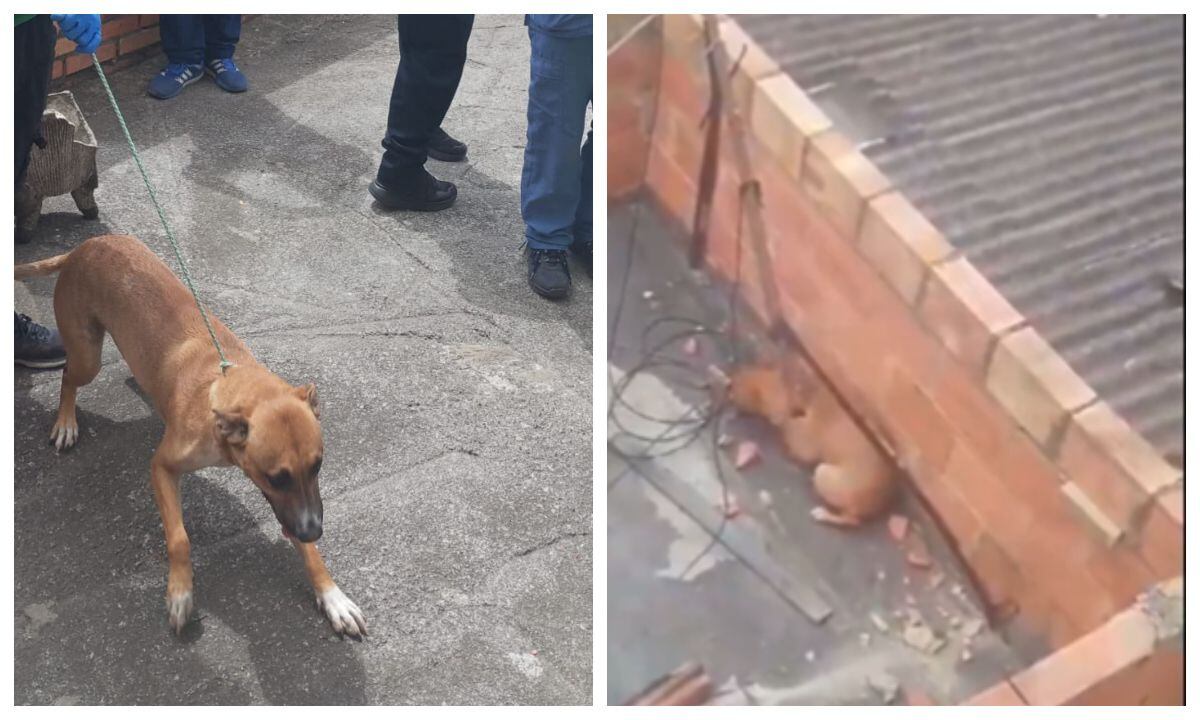 Indignante caso de maltrato animal en Bogotá