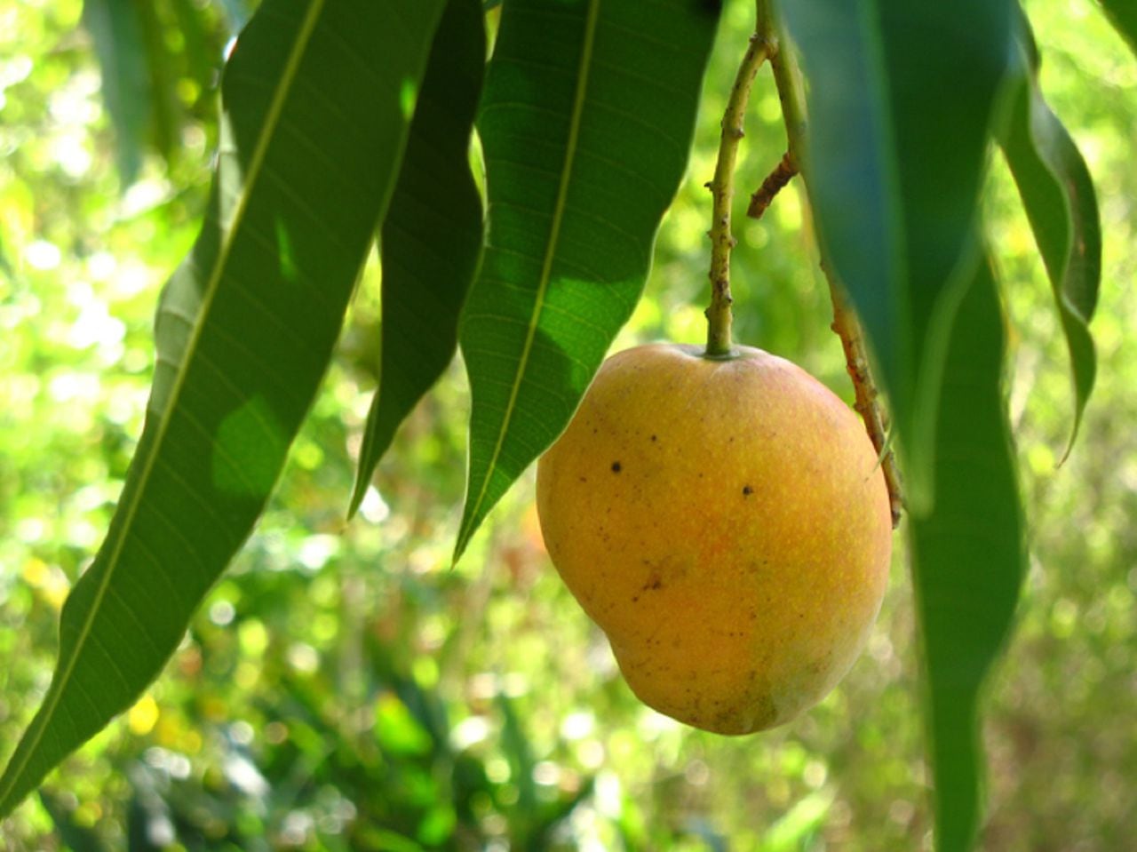 Hojas de mango