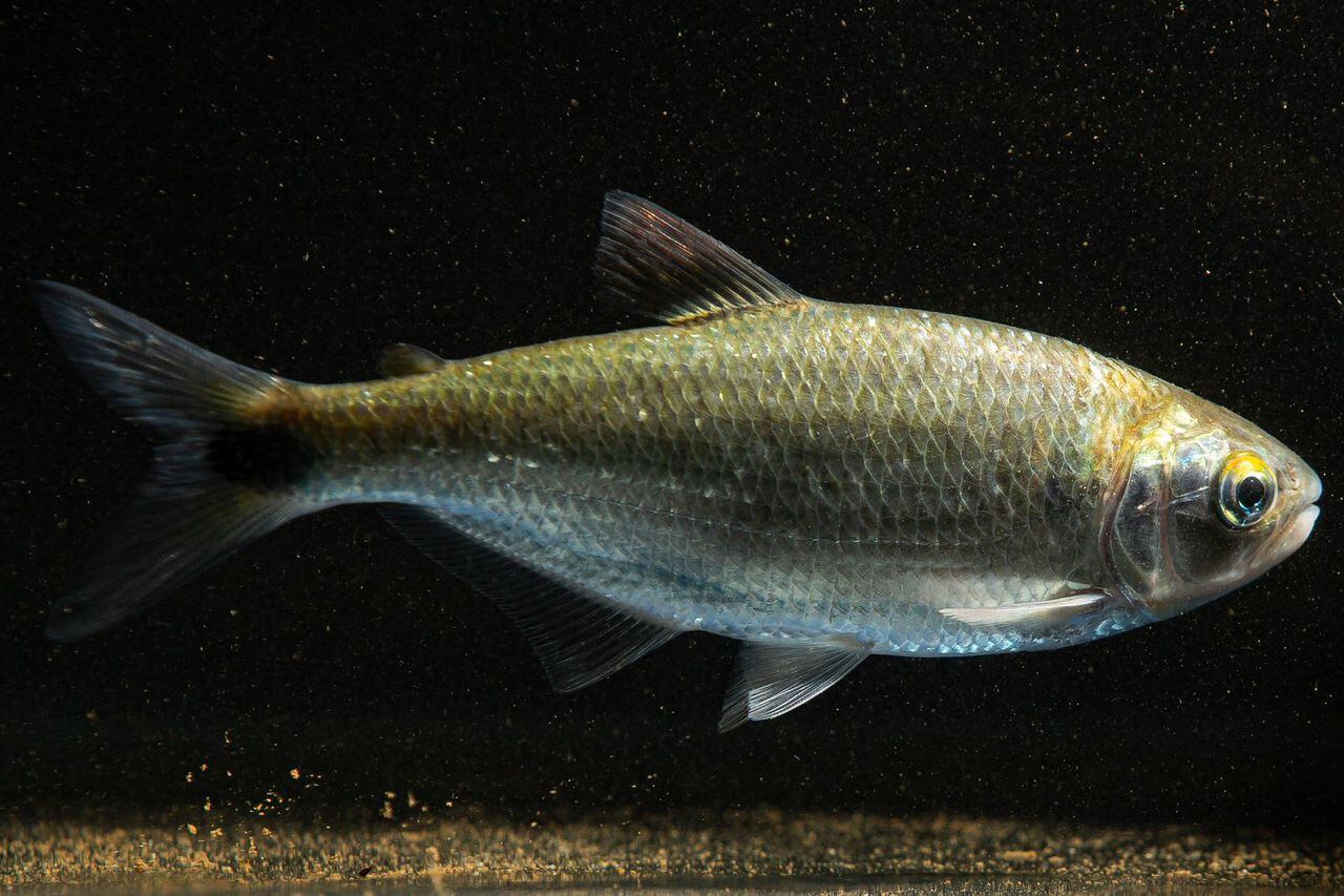 Existen algunas especies endémicas del río San Cipriano que son nuevos para la ciencia.