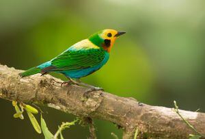 En la foto se puede ver una Tangara Multicolor. Colombia BirdFair 2021 realizará su lanzamiento este fin de semana, con charlas académicas y avistamiento de aves desde la seguridad del hogar.
