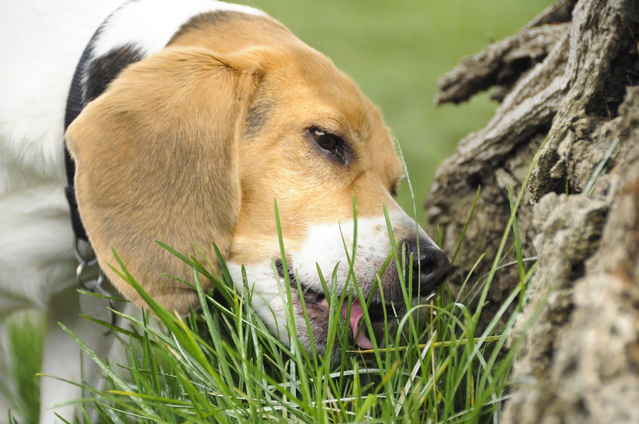 A Beagle dog chews on the green grass at the base of a tree.