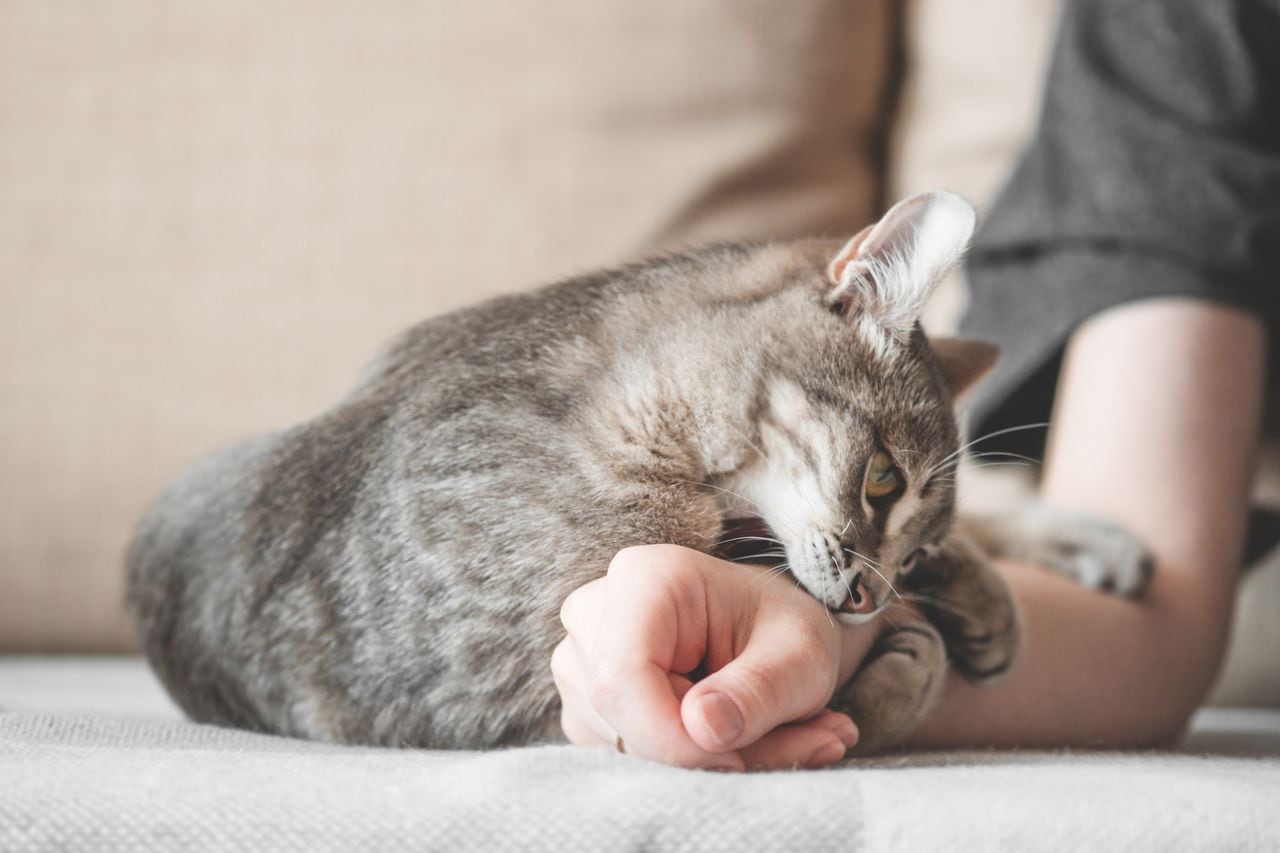 El calor y la presencia de pus o líquido que supura indican claramente la presencia de una infección en el rasguño de gato. Consulta a un veterinario de inmediato.
