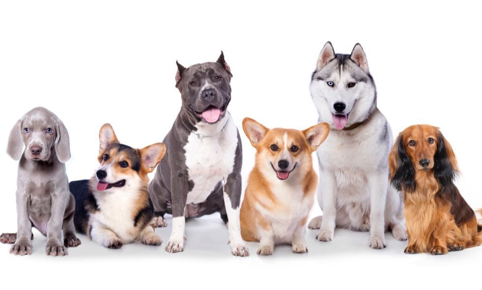 Los perros históricamente han sido amaestrados para cumplir diferentes roles en la sociedad.