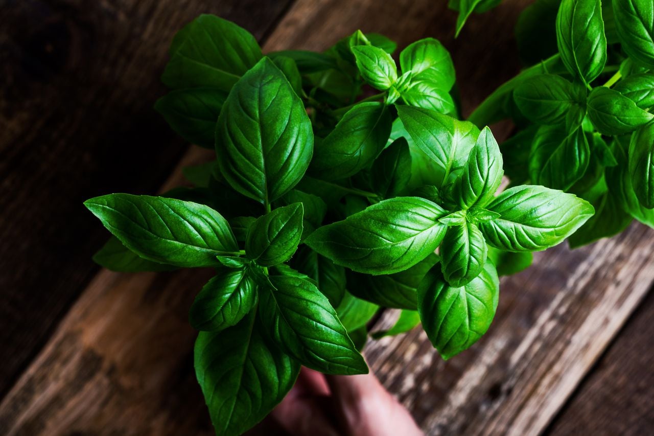 Plant care, hobbies. Fresh homegrown aromatic and culinary basil herbs in flower pot on rural wooden table viewed from above. Woman   holding pot with plant
