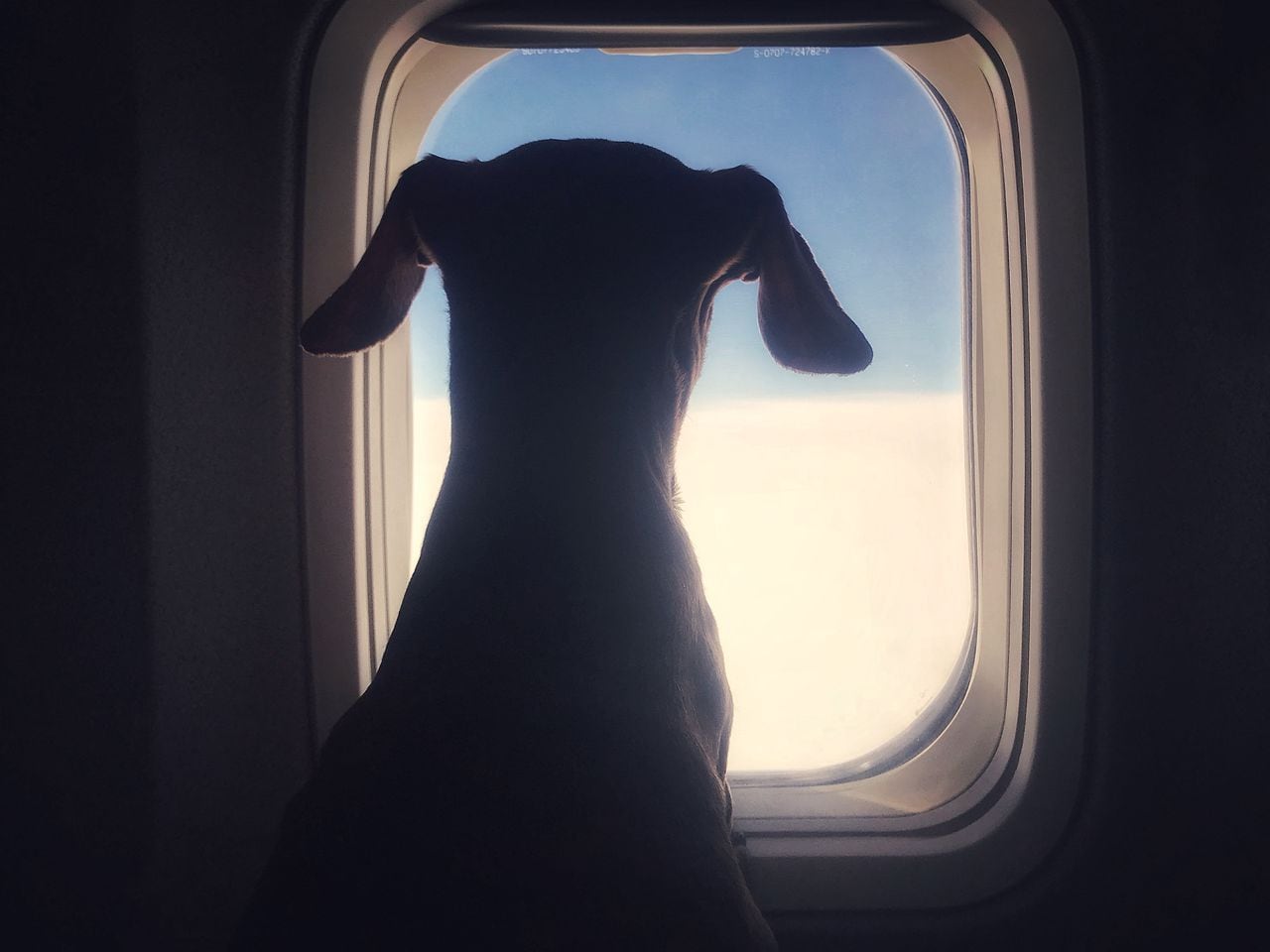 Perro en aerolínea
