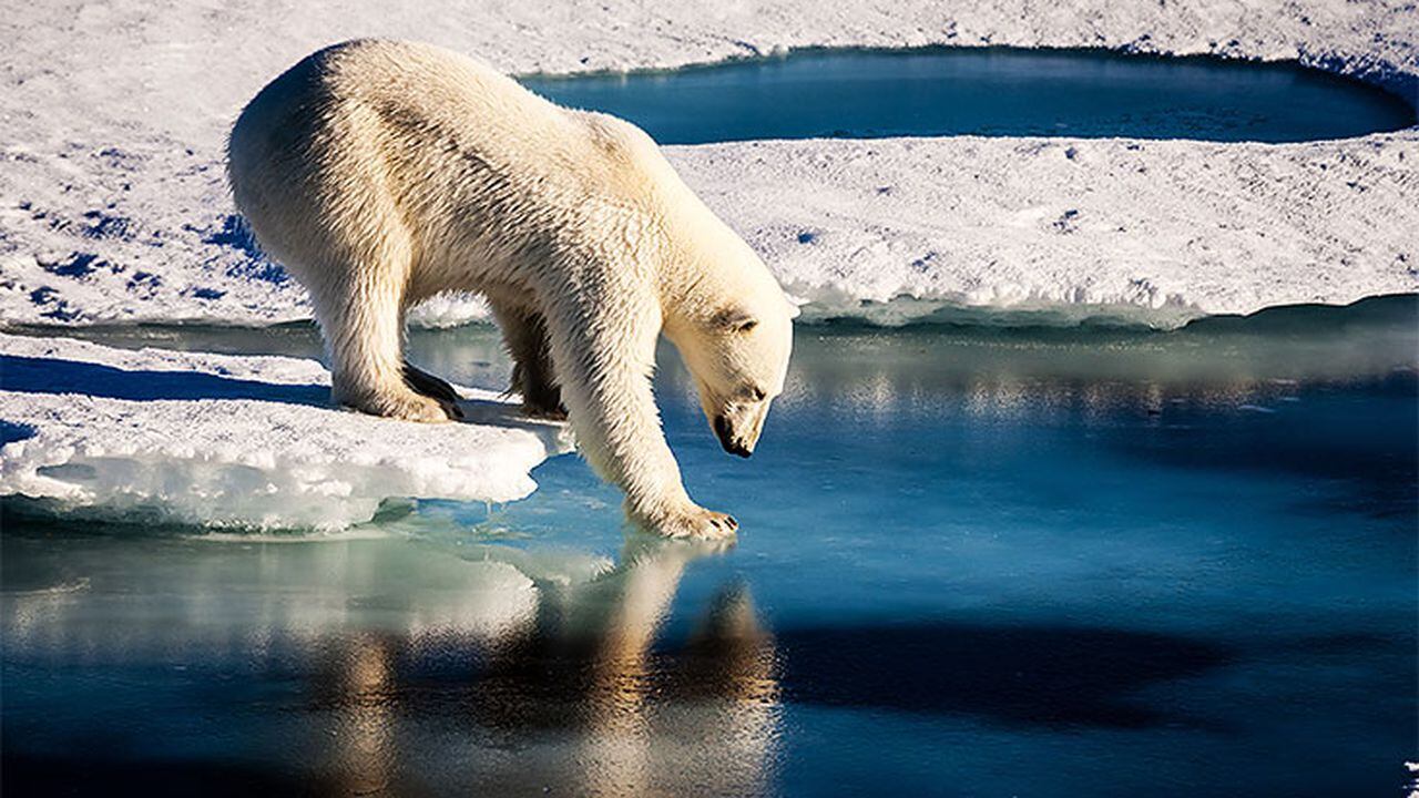 Calentamiento global provocaría extinción de osos polares antes de 2100,  dice estudio